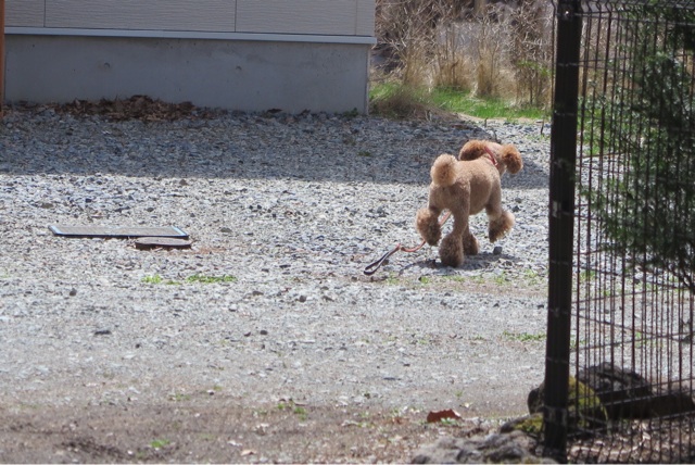 f:id:oiwakedoggies:20150424142549j:plain f:id:oiwakedoggies:20150424142549j:plain
