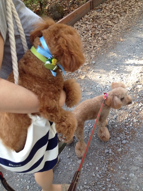 f:id:oiwakedoggies:20150505181454j:plain f:id:oiwakedoggies:20150505181454j:plain