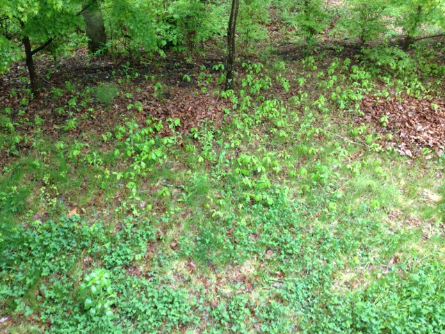 f:id:oiwakedoggies:20150518205944j:plain f:id:oiwakedoggies:20150518205944j:plain