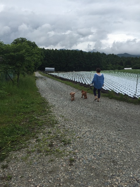 f:id:oiwakedoggies:20150701145949j:image f:id:oiwakedoggies:20150701145949j:image
