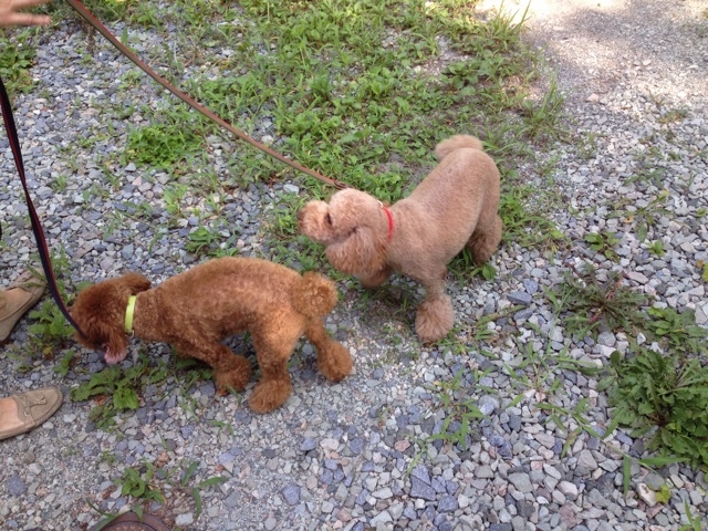 f:id:oiwakedoggies:20150809114745j:plain f:id:oiwakedoggies:20150809114745j:plain