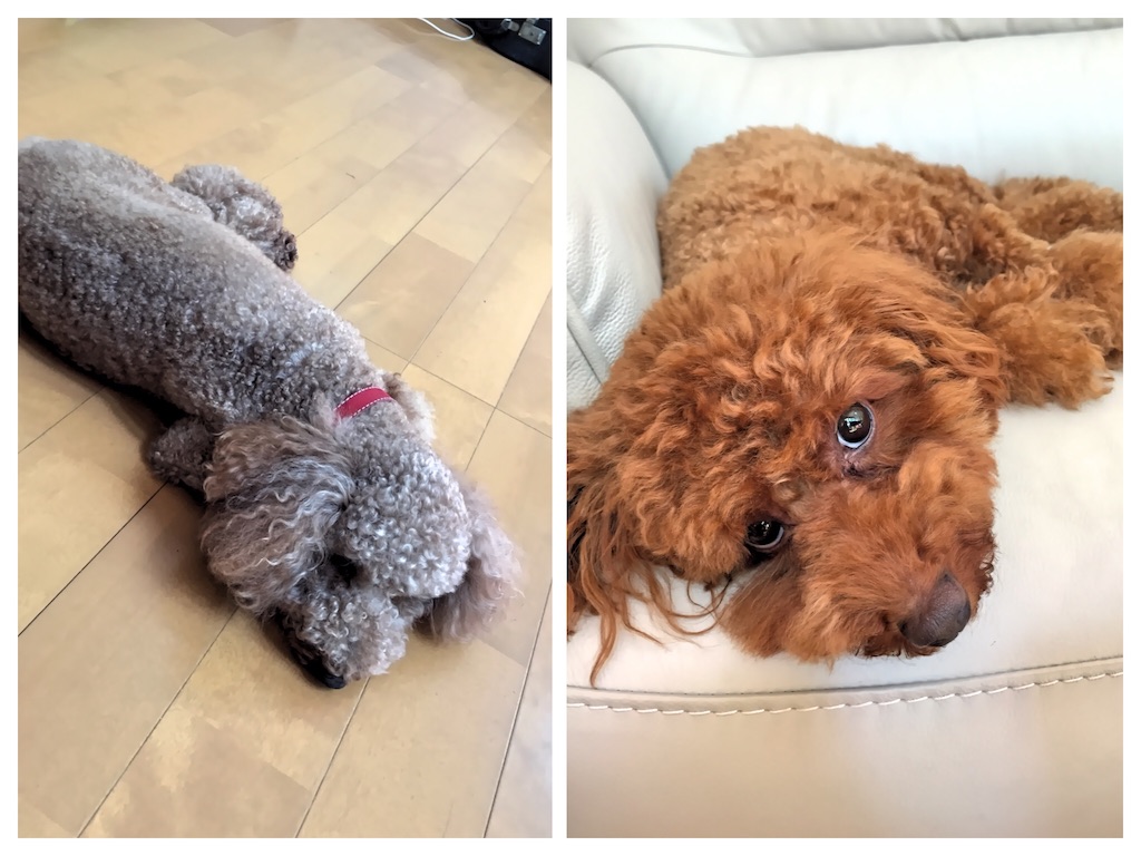 f:id:oiwakedoggies:20150810135356j:image f:id:oiwakedoggies:20150810135356j:image