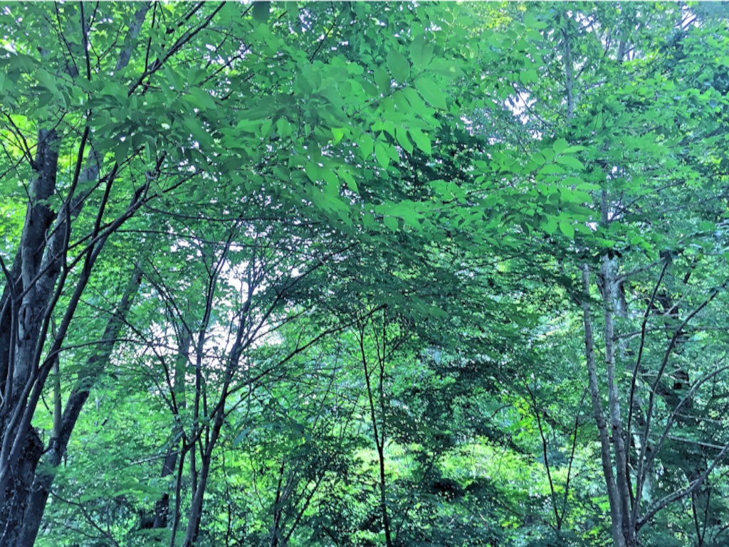 f:id:oiwakedoggies:20150811150852j:image f:id:oiwakedoggies:20150811150852j:image