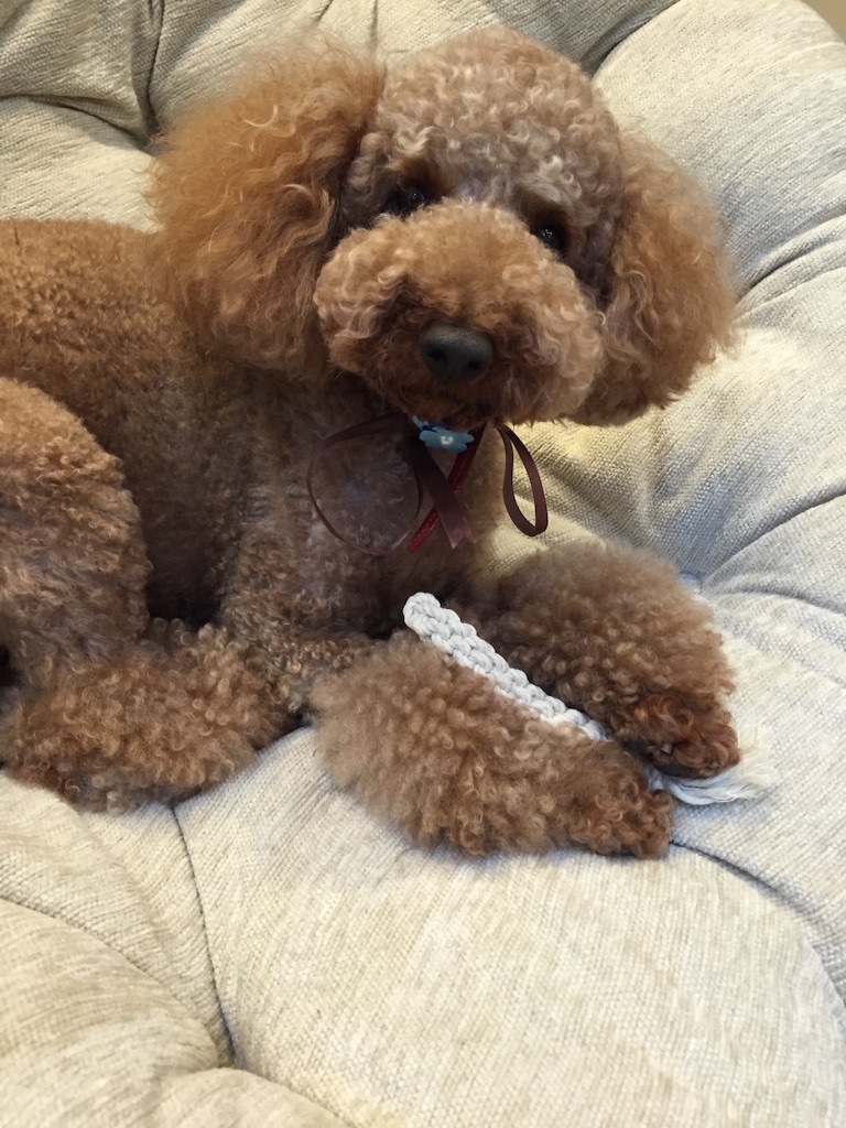 f:id:oiwakedoggies:20151006104119j:image f:id:oiwakedoggies:20151006104119j:image