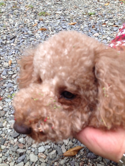 f:id:oiwakedoggies:20151020161739j:plain f:id:oiwakedoggies:20151020161739j:plain