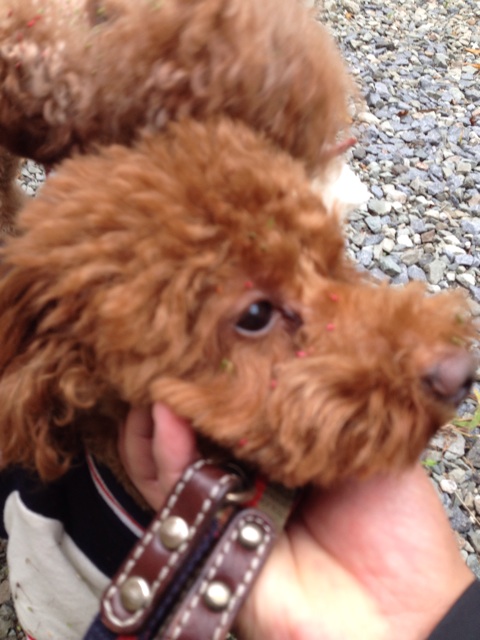 f:id:oiwakedoggies:20151020161806j:plain f:id:oiwakedoggies:20151020161806j:plain