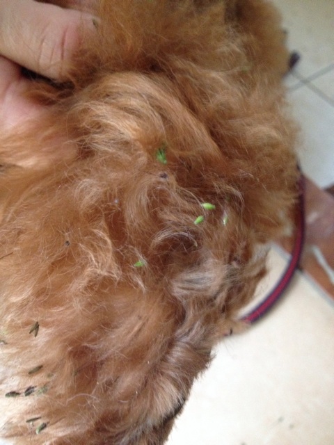 f:id:oiwakedoggies:20151020161908j:plain f:id:oiwakedoggies:20151020161908j:plain
