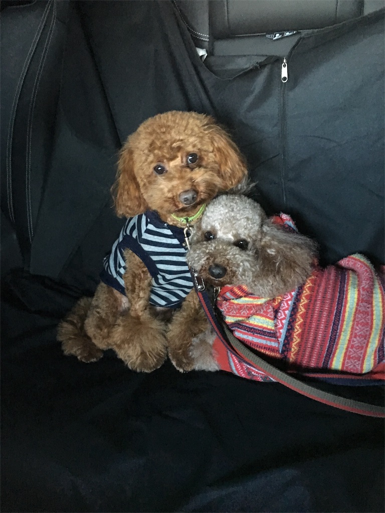 f:id:oiwakedoggies:20151229090157j:image f:id:oiwakedoggies:20151229090157j:image