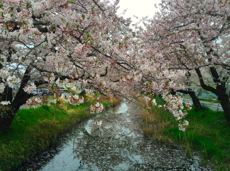 f:id:ojimagogo:20160417215734p:plain