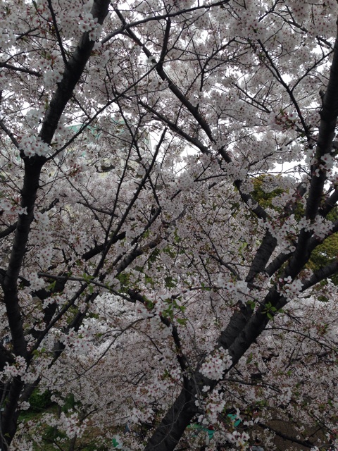 f:id:oka_p:20150405125826j:plain f:id:oka_p:20150405125826j:plain