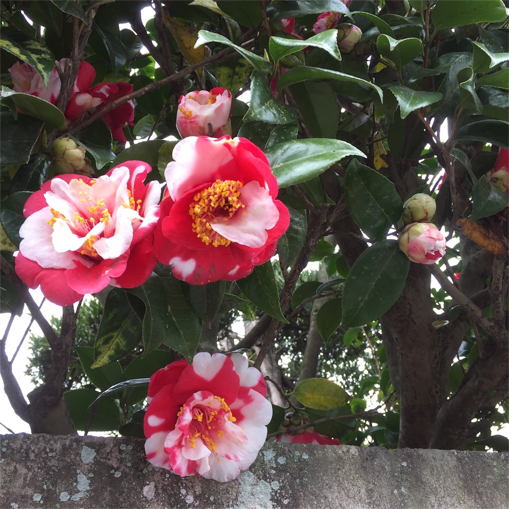 f:id:okashimuze:20160315195251j:image f:id:okashimuze:20160315195251j:image