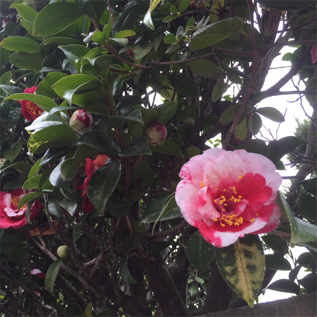 f:id:okashimuze:20160315195330j:image f:id:okashimuze:20160315195330j:image