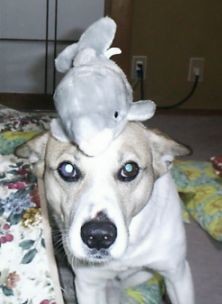 f:id:okazuki:20060531002618j:image