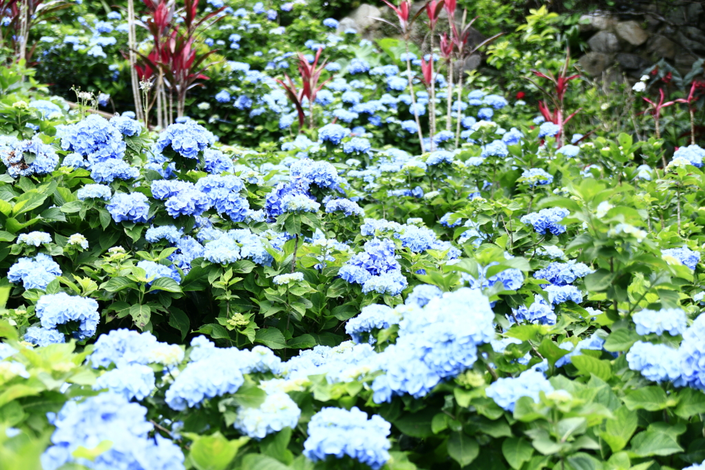 f:id:oki-umeboshi:20160523232433j:plain