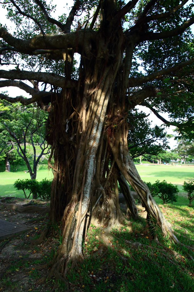 f:id:oki-umeboshi:20160528223851j:plain