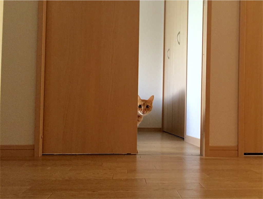 f:id:okinawaseikatsu:20151111154441j:image f:id:okinawaseikatsu:20151111154441j:image