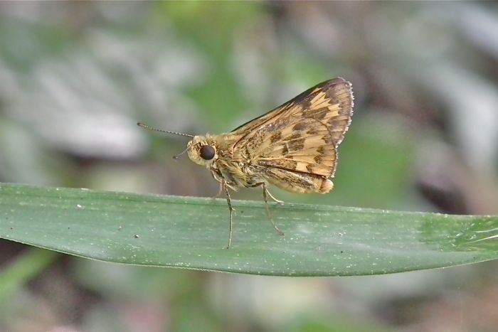 f:id:okiraku_tonbo:20110912094712j:plain f:id:okiraku_tonbo:20110912094712j:plain