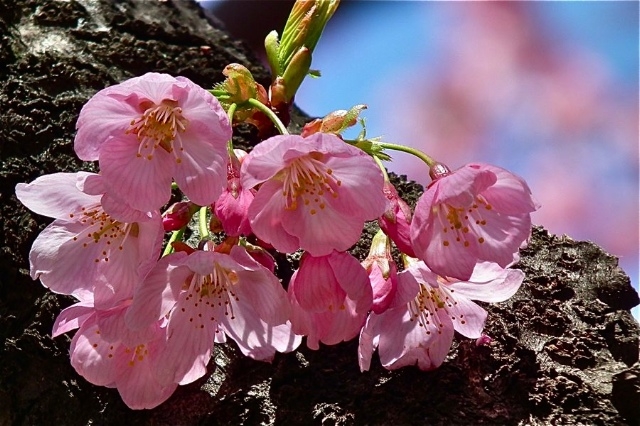 f:id:okiraku_tonbo:20120409104116j:plain f:id:okiraku_tonbo:20120409104116j:plain