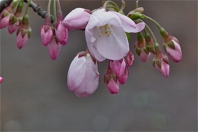 f:id:okiraku_tonbo:20120409104130j:plain f:id:okiraku_tonbo:20120409104130j:plain