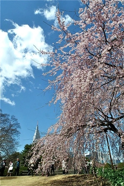 f:id:okiraku_tonbo:20120409104215j:plain f:id:okiraku_tonbo:20120409104215j:plain
