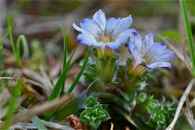 f:id:okiraku_tonbo:20120427174633j:plain f:id:okiraku_tonbo:20120427174633j:plain