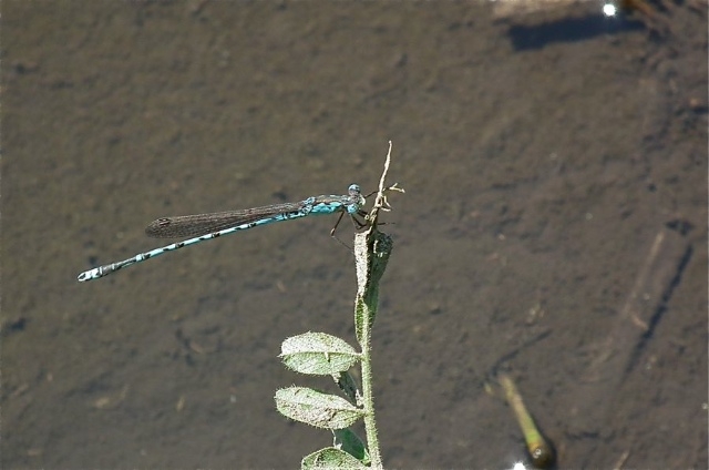 f:id:okiraku_tonbo:20120513164212j:plain f:id:okiraku_tonbo:20120513164212j:plain