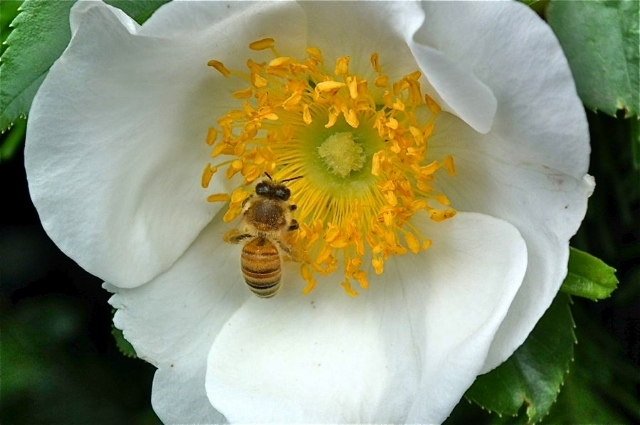f:id:okiraku_tonbo:20120517151256j:plain f:id:okiraku_tonbo:20120517151256j:plain