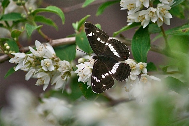 f:id:okiraku_tonbo:20120531182457j:plain f:id:okiraku_tonbo:20120531182457j:plain