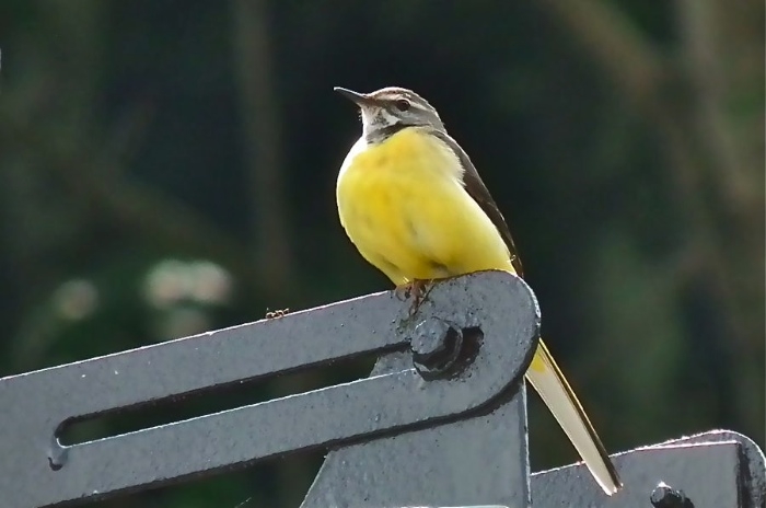 f:id:okiraku_tonbo:20120616191514j:plain f:id:okiraku_tonbo:20120616191514j:plain