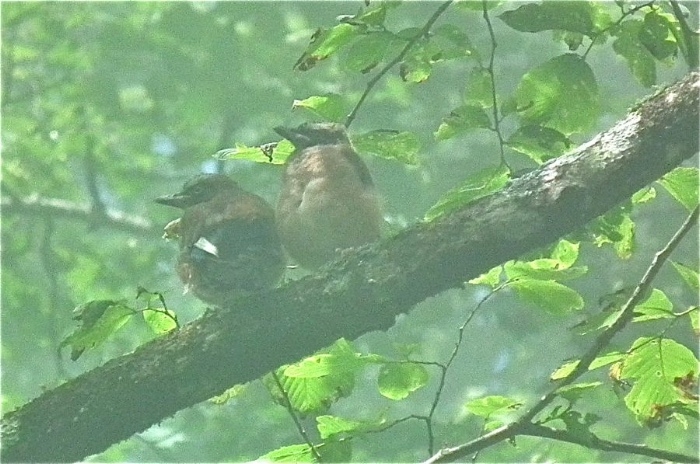 f:id:okiraku_tonbo:20120616191715j:plain f:id:okiraku_tonbo:20120616191715j:plain