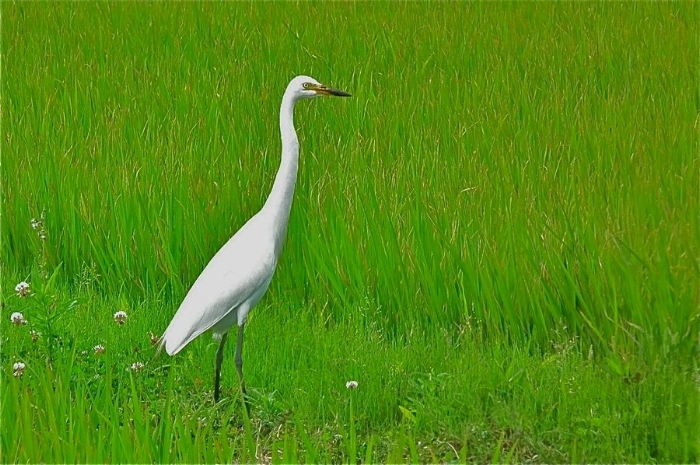 f:id:okiraku_tonbo:20120630205825j:plain f:id:okiraku_tonbo:20120630205825j:plain