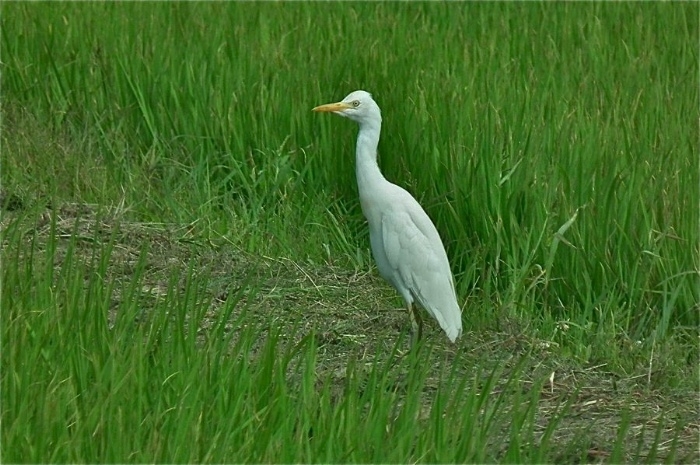 f:id:okiraku_tonbo:20120630205919j:plain f:id:okiraku_tonbo:20120630205919j:plain