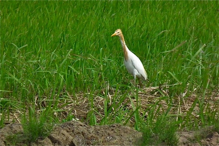 f:id:okiraku_tonbo:20120630205956j:plain f:id:okiraku_tonbo:20120630205956j:plain