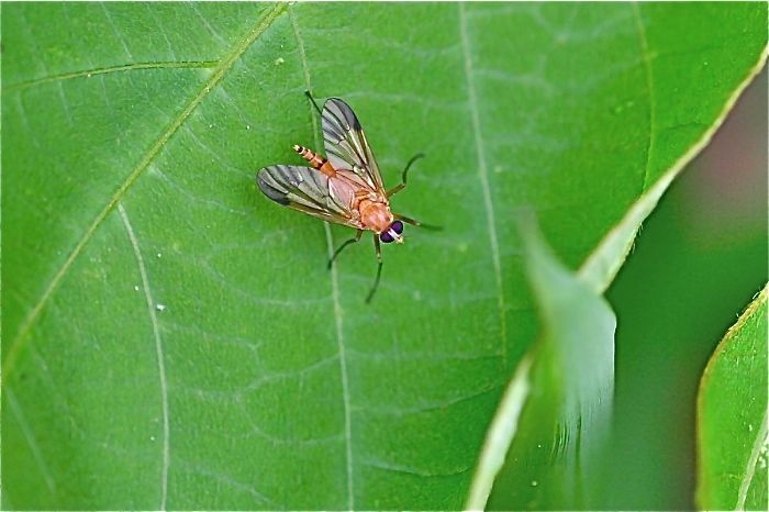 f:id:okiraku_tonbo:20120715174416j:plain f:id:okiraku_tonbo:20120715174416j:plain