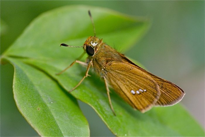 f:id:okiraku_tonbo:20120808085434j:plain f:id:okiraku_tonbo:20120808085434j:plain