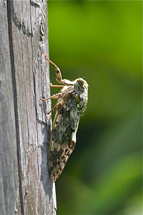 f:id:okiraku_tonbo:20120808101034j:plain f:id:okiraku_tonbo:20120808101034j:plain
