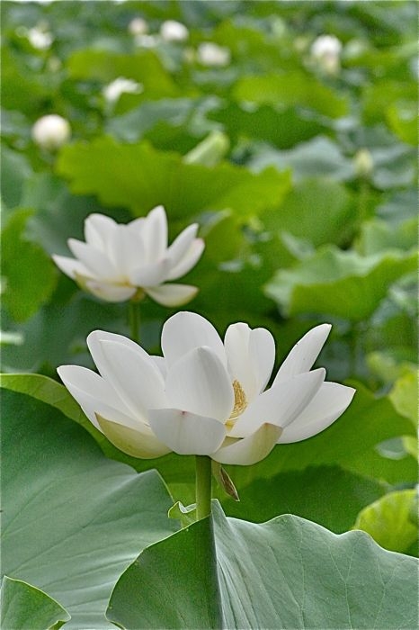 f:id:okiraku_tonbo:20120810094543j:plain f:id:okiraku_tonbo:20120810094543j:plain