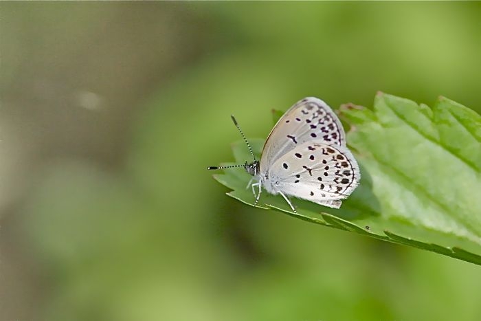 f:id:okiraku_tonbo:20120810095825j:plain f:id:okiraku_tonbo:20120810095825j:plain