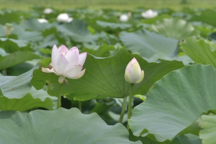 f:id:okiraku_tonbo:20120810120659j:plain f:id:okiraku_tonbo:20120810120659j:plain