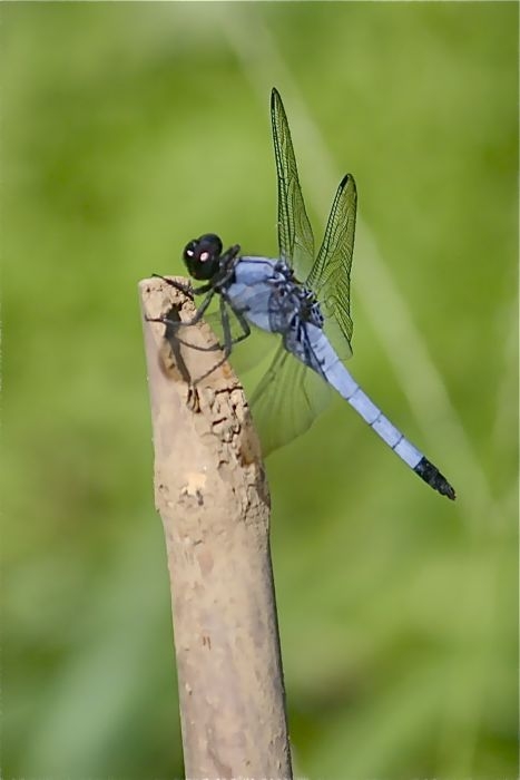 f:id:okiraku_tonbo:20120825090813j:plain f:id:okiraku_tonbo:20120825090813j:plain