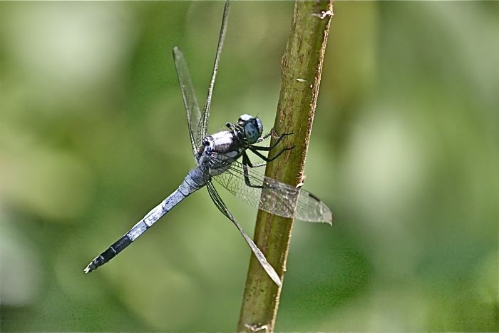 f:id:okiraku_tonbo:20120825105024j:plain f:id:okiraku_tonbo:20120825105024j:plain