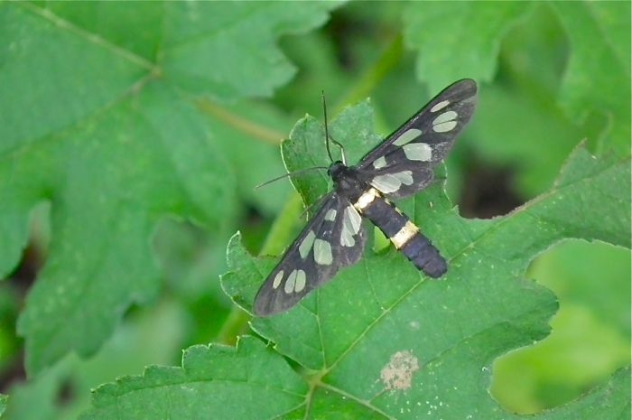 f:id:okiraku_tonbo:20120904095320j:plain f:id:okiraku_tonbo:20120904095320j:plain
