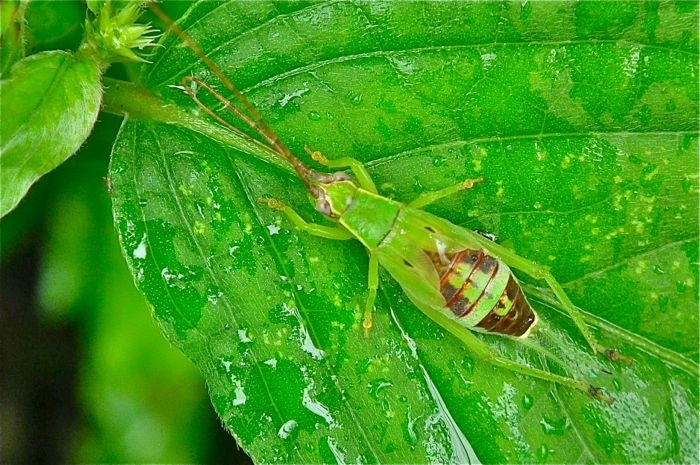 f:id:okiraku_tonbo:20120904104123j:plain f:id:okiraku_tonbo:20120904104123j:plain