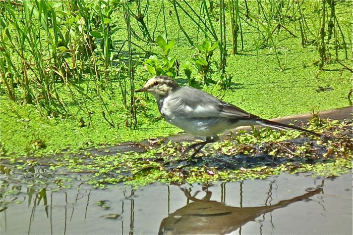 f:id:okiraku_tonbo:20120904111410j:plain f:id:okiraku_tonbo:20120904111410j:plain