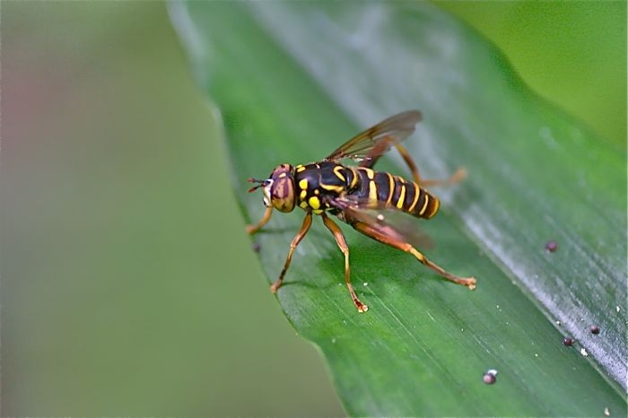 f:id:okiraku_tonbo:20120915095112j:plain f:id:okiraku_tonbo:20120915095112j:plain