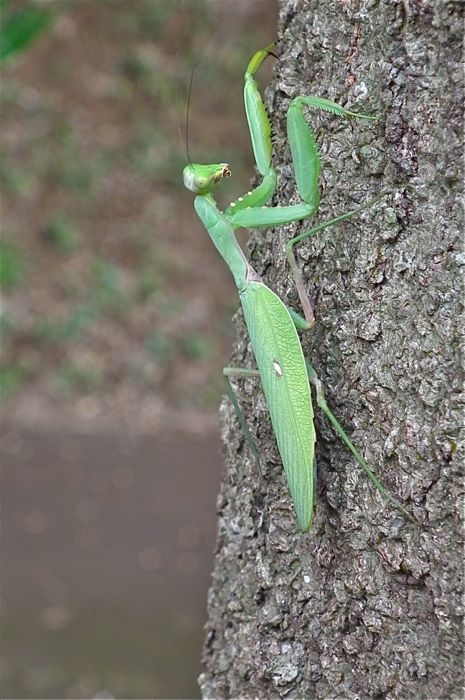 f:id:okiraku_tonbo:20120916112005j:plain f:id:okiraku_tonbo:20120916112005j:plain