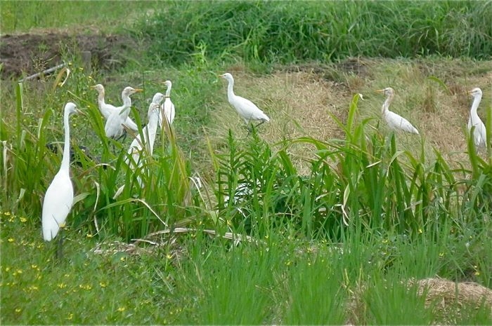f:id:okiraku_tonbo:20120916114451j:plain f:id:okiraku_tonbo:20120916114451j:plain