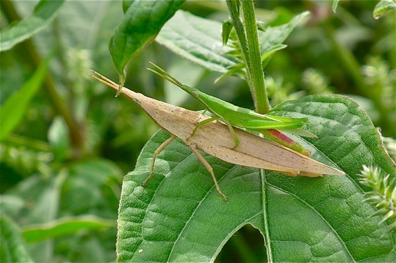 f:id:okiraku_tonbo:20120926095437j:plain f:id:okiraku_tonbo:20120926095437j:plain