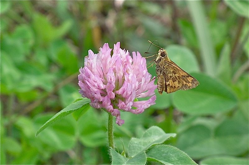 f:id:okiraku_tonbo:20120926103655j:plain f:id:okiraku_tonbo:20120926103655j:plain
