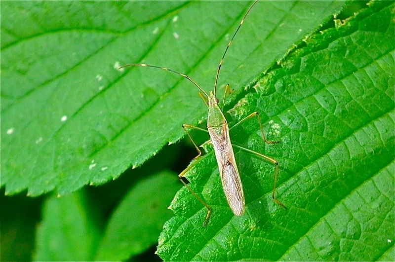 f:id:okiraku_tonbo:20120926105108j:plain f:id:okiraku_tonbo:20120926105108j:plain